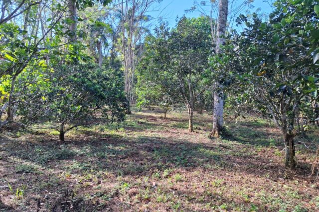 Lote en Venta en Tabarcia de Mora