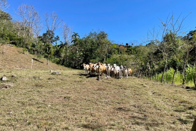 Se Vende Finca de 13 hectáreas en Tabarcia de Mora