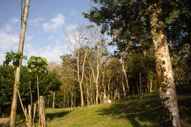 Finca de 3.7 hectáreas en Venta en Tilarán Guanacaste